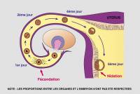 Fécondation et nidation chez la femme